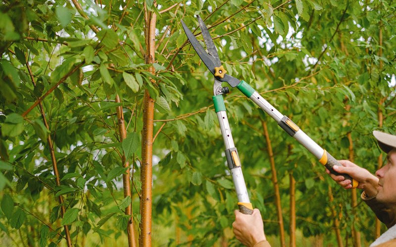 Tree trimming in Keyesport, IL