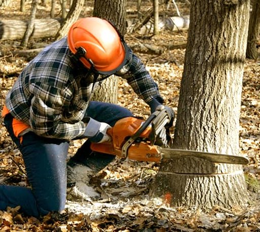 Tree Removal in Keyesport, IL